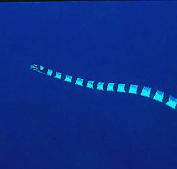 Mr. Slippery taken in Fiji. by Beverly J. Speed 